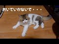 子猫が「おいていかないで」と訴えてくる姿が可哀想で切なすぎます