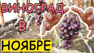 ЕДИМ ВИНОГРАД  В НОЯБРЕ  😎 ТЕКУЩИЕ РАБОТЫ . БЕЛАРУСЬ 2022