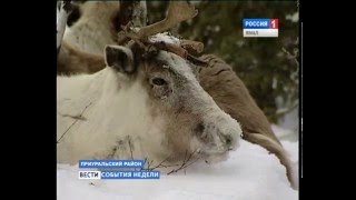 Зачем службе биоресурсов знать, сколько у кочевников оленей, и на каких территориях они пасутся?