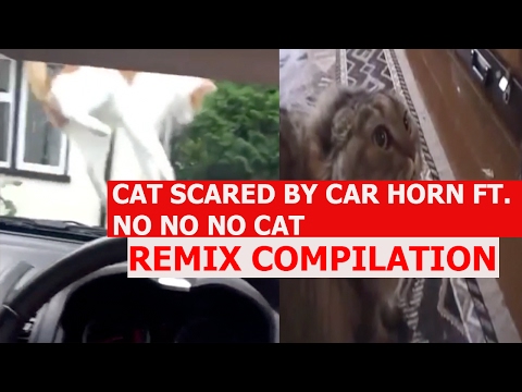 cat-scared-with-car-horn-ft.-no-no-no-cat---remix-compilation