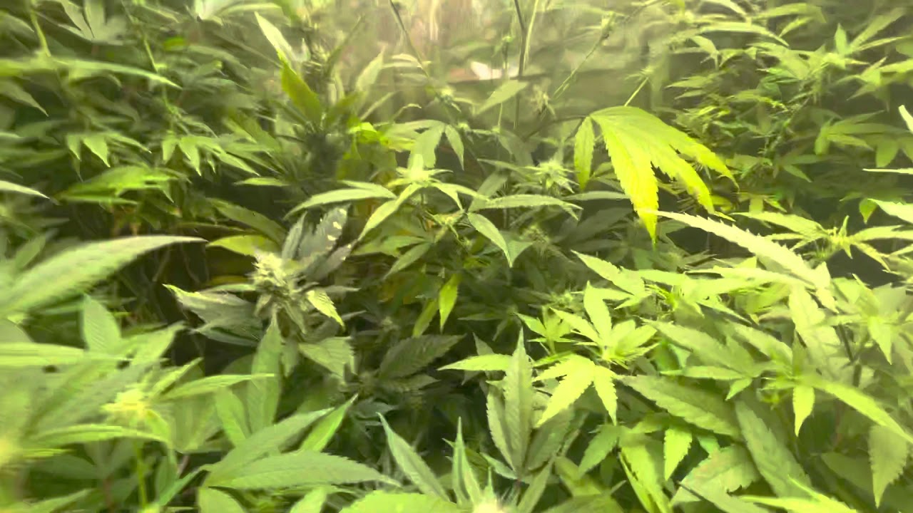 Mars Hydro Grow Journal Tsw2000 