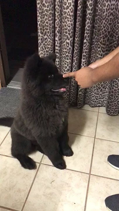 black chow husky mix