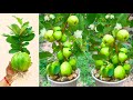 Unique skill how to graft guava tree from banana  aloe vera fruit