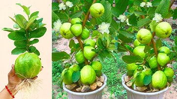 Unique Skill How To Graft Guava Tree From Banana & Aloe Vera Fruit