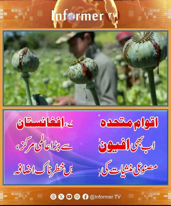 Afghanistan opium production | Afghanistan drug trade | synthetic drugs in Afghanistan | UN News