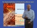 Stanley Falkow (Stanford University) Part 2: Helicobacter pylori and Gastric Cancer