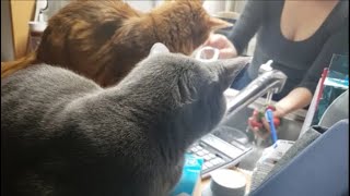 【のぞき】ママがお弁当作ってる様子を猫たちが覗き見してた