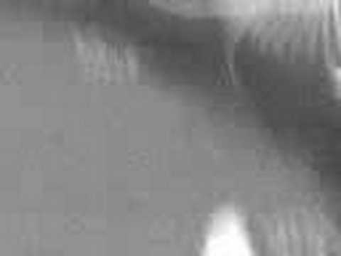 petco hours Treadmill for Lizards