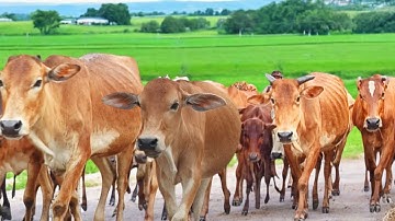 Suara Sapi Moo, kawanan Lembu sapi jinak berkeliling di jalan,ladang, Sapi lucu...