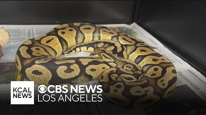 Pet python found at Monrovia In-N-Out