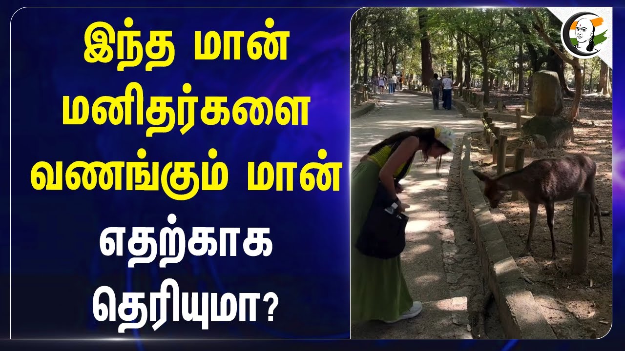 இந்த மான் மனிதர்களை வணங்கும் மான்.. எதற்காக தெரியுமா?  | Takemikazuchi | Japan | Viral Video
