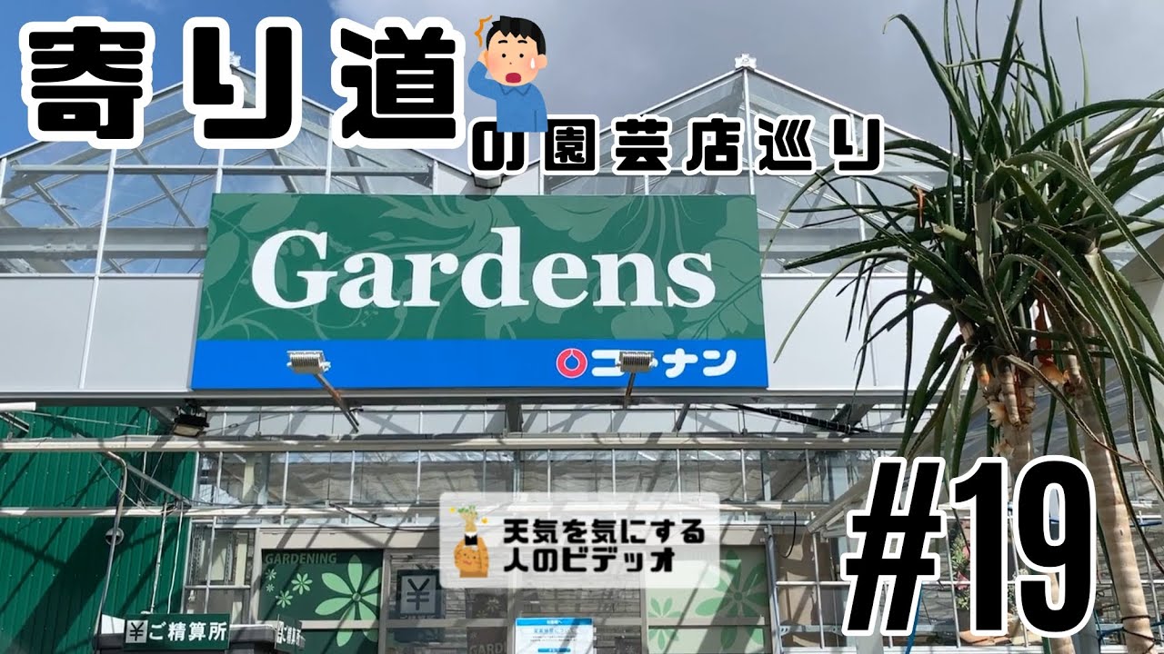 塊根植物 多肉植物 19 寄り道の園芸店巡り コーナン港北インター ヨネヤマプランテイション Youtube