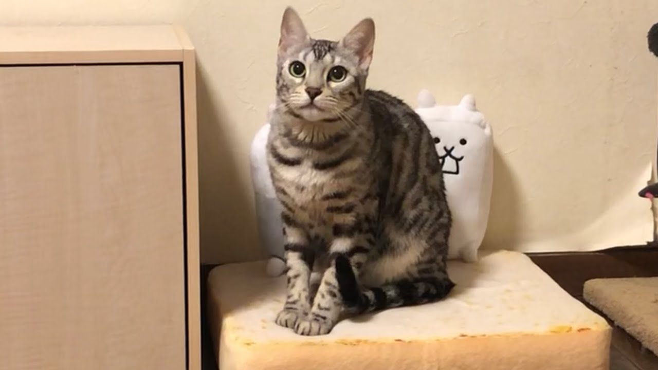 感動 ベンガル猫の妊娠 出産カウントダウンのおなかの様子 ねこつる Youtube