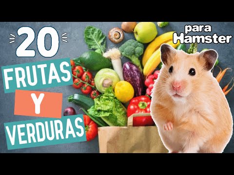 FRUTAS y VERDURAS que COMEN los HAMSTER 🥕🐹