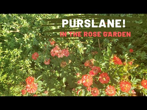 Vídeo: Growing Purslane: Com cultivar verdolaga comestible al jardí