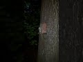 Flying Squirrels Eating Peanuts and Sunflower Seeds at the Squirrel Feeder in the Woods