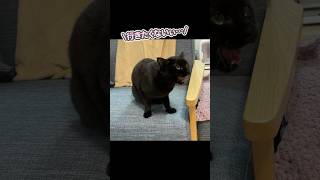 「病院はいやぁ…」と、駄々をこねる猫