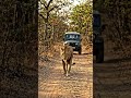 lion infront of jeep