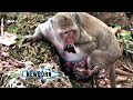 THIS IS REAL NOT FAKE - HAVE YOU EVER SEEN MONKEY GIVING BIRTH? THIS MEMORY IS KEEPING IN OUR HEART.