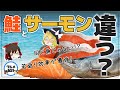 【ゆっくり解説】鮭とサーモン本当の違いは？鮭の若返り効果が最強説について