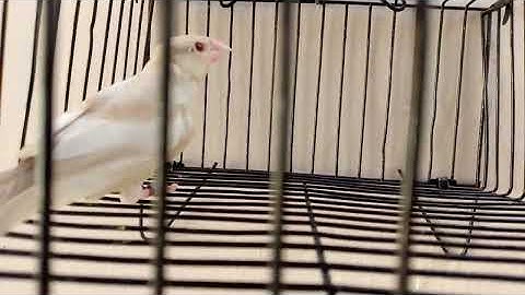 #Pastel fawn java Top Quality chick Masha ALLAH 🤲,,,, AZ 83 Birds ♥️ Karachi,,,,, 0300-9262120