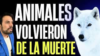 👉 ANIMALES QUE VOLVIERON DE LA MUERTE | MAMUTS Y LOBOS EN LA DESEXTINCIÓN