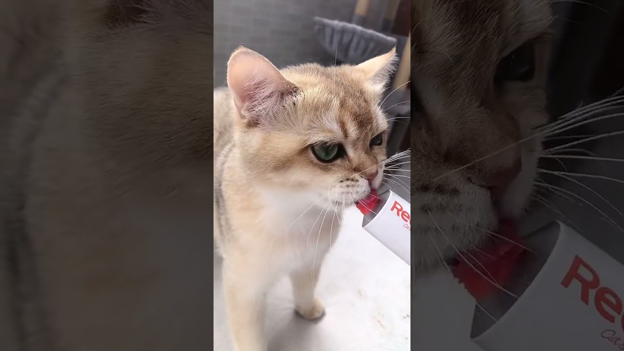 Cute Cat Tries Toothpaste! 😺🦷 | Funny Animals Compilation 