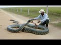 Massive Green Anaconda | Incredible Encounter in the Wild