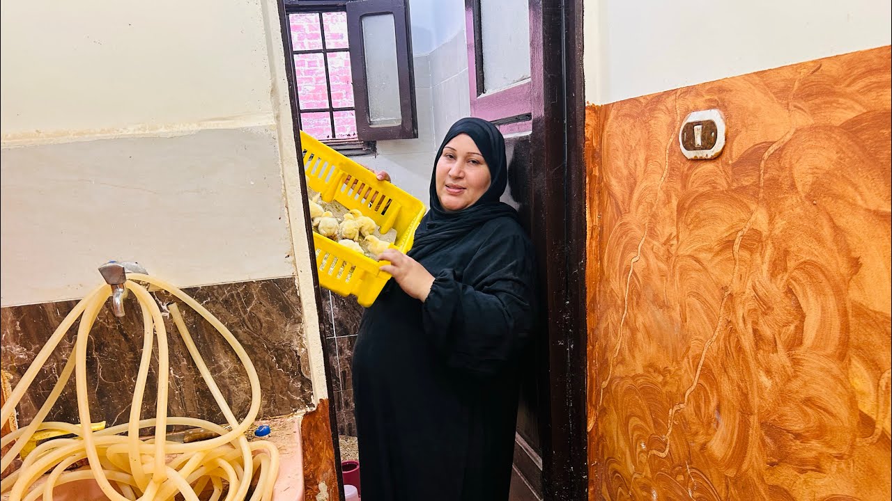 هقولكم سر استقبال الكتاكيت البيضاء وده سبب نجاح الدورة اللي هيوصلها ل 4كيلوا في الدورة 