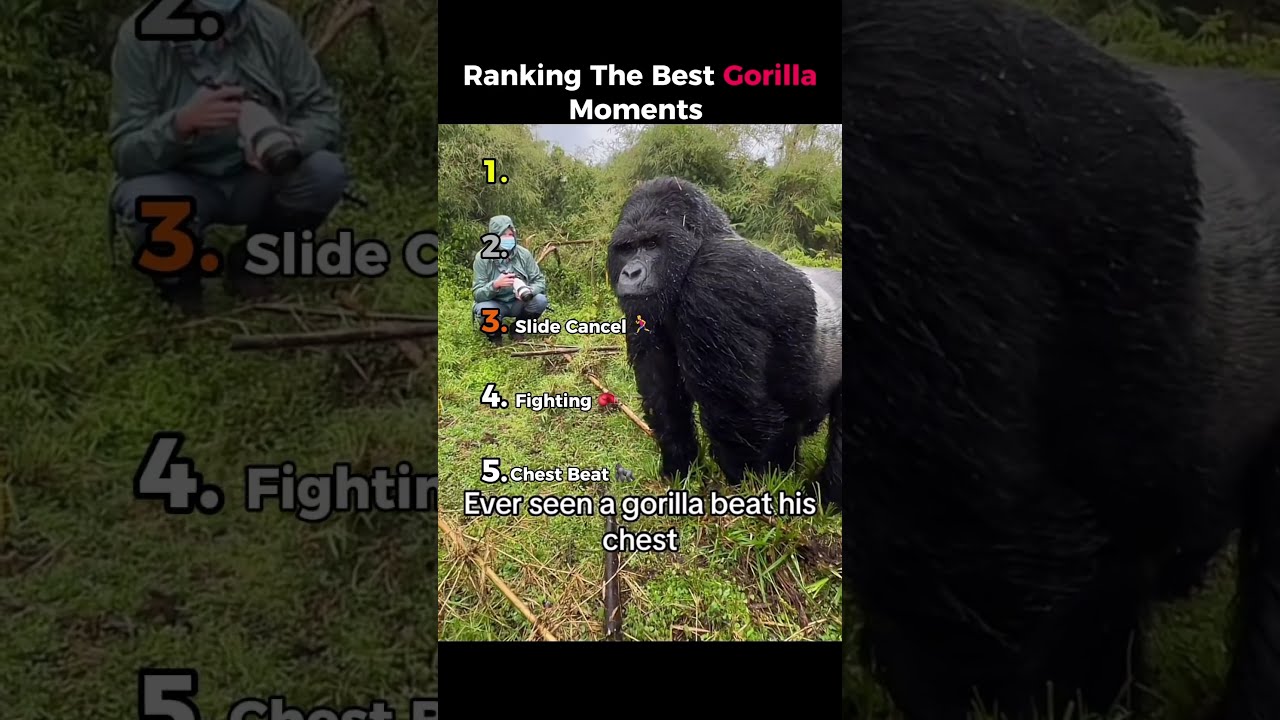 Ranking The Best Gorilla Moments 100 Men VS 1 Funny Shorts