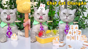 Chef Cat S Best Food Collection To Relax You All Day Cat Cooking Food Cute And Funny Cat 