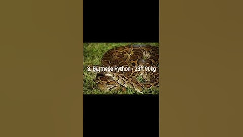 Top 10 Largest Snakes in the World #shorts #snakes