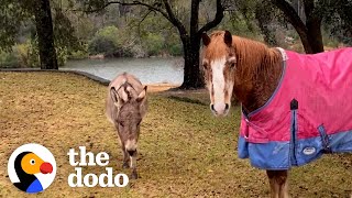 33YearOld Blind Pony Gets A SeeingEye Donkey | The Dodo Odd Couples