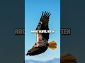 The Majestic Andean Condor: Skies' Silent Watcher