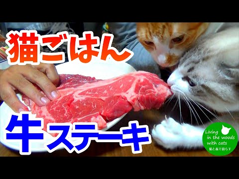 【猫ごはん】はじめてのビーフステーキに大興奮！！【見る咀嚼音】