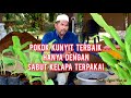 Pokok kunyit terbaik hanya dengan sabut kelapa terpakai