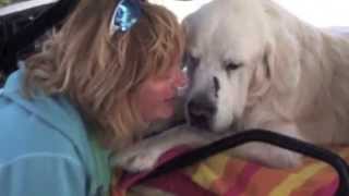 Adopt dont Shop