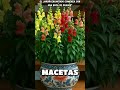 El Jardín Encantado Comienza con una Boca de Dragón” #belleza #plantas