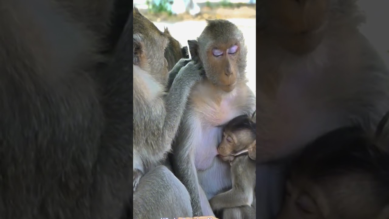 47The baby monkey is waiting for its mother. 