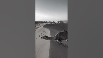 { أَفَلَا يَنْظُرُونَ إِلَى الْإِبِلِ كَيْفَ خُلِقَتْ } تلاوة خاشعة من سورة الغاشية 💛..