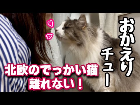 北欧のでっかい猫はママのいる場所に一緒に移動する!いつも3匹がつきまとい離れない!