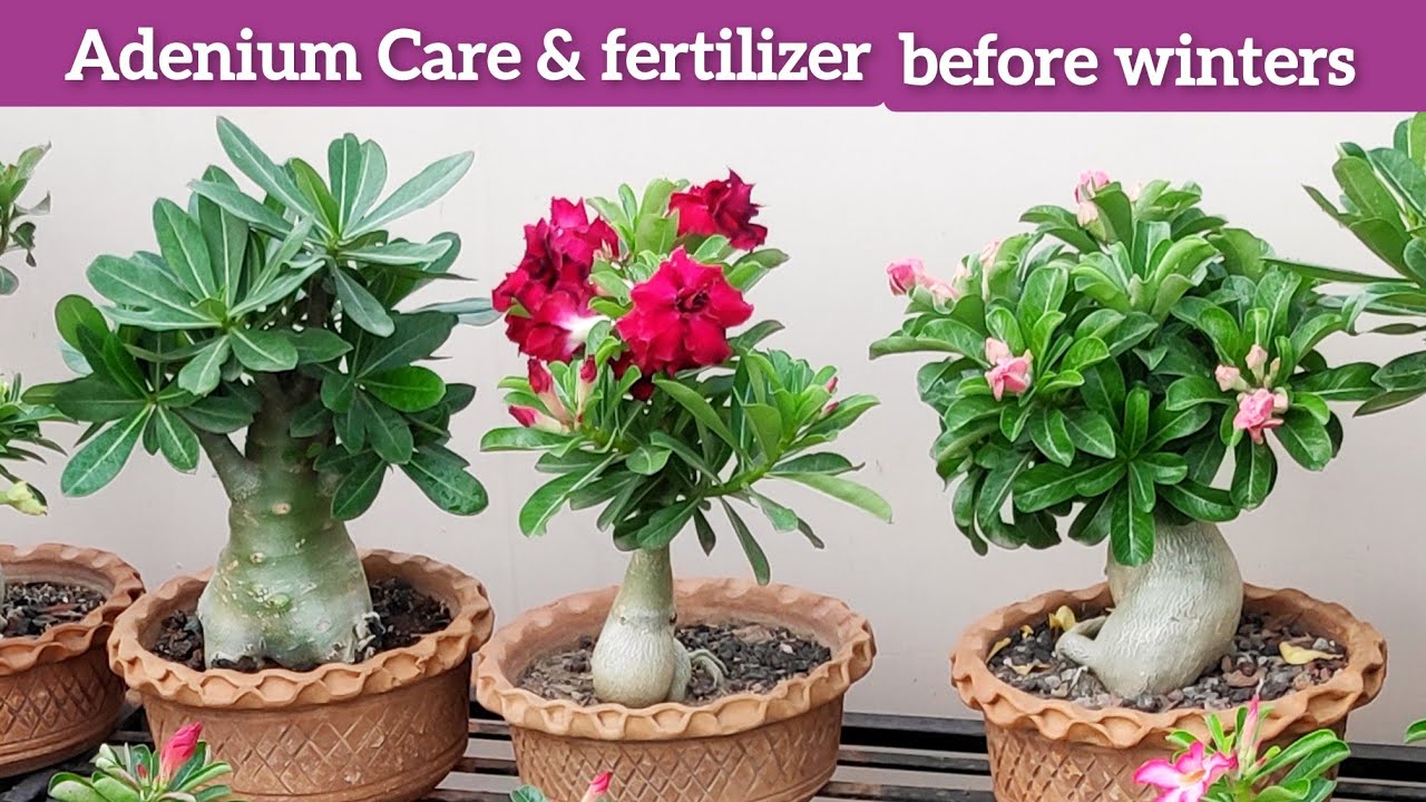 Adenium plant care & fertilizer before winters, सर्दियों में आदेनियम की ...