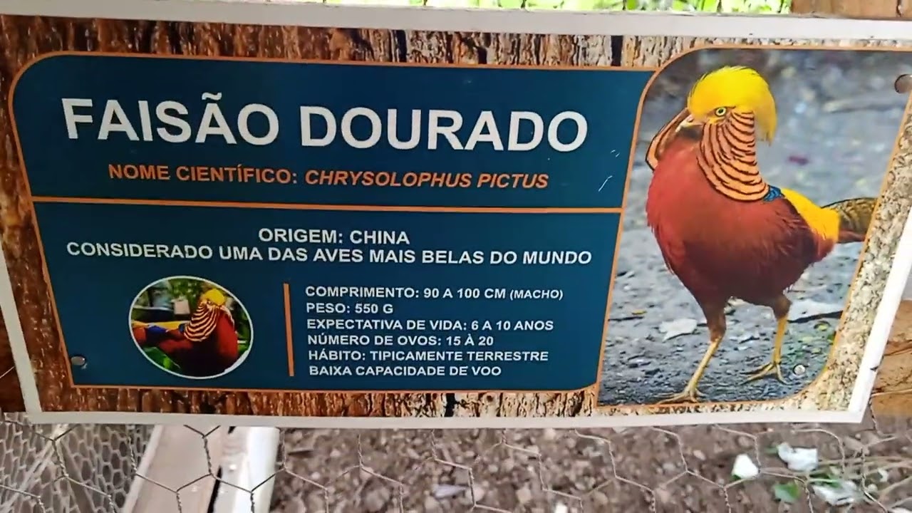 Emus, Pavões e faisões na chácara.