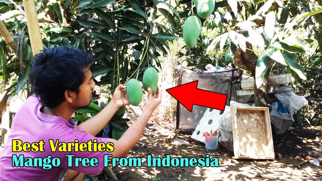 Harum Manis Mango Tree Best Varieties From Indonesia - YouTube