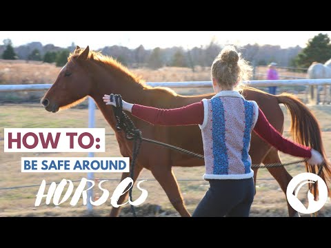 Video: How To Handle A Horse