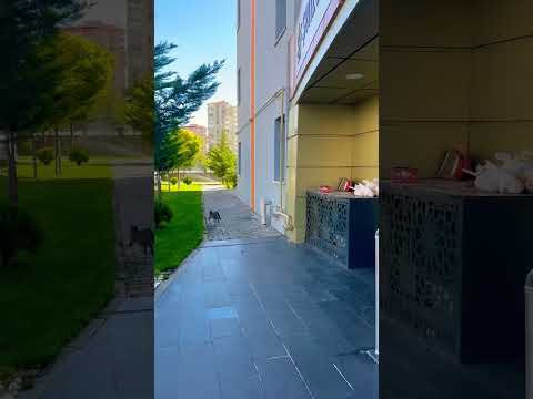Sinirli kedi köpekten