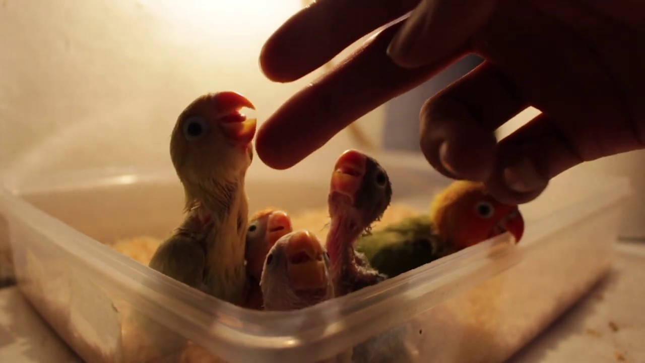 Merawat anakan burung Lovebird 