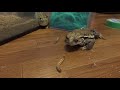 食べたいヒキガエルとアフリカウシガエル　Struggle of feed between the toad and African bullfrogs