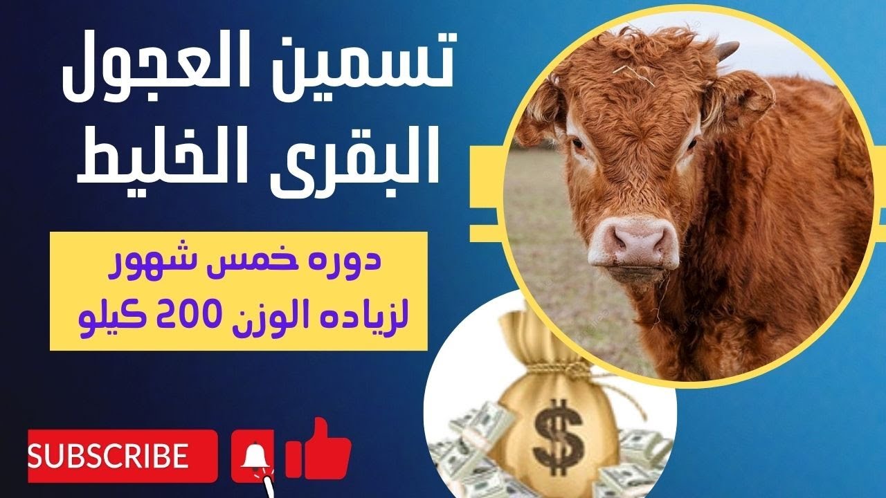 كيفية تحويل مشروع تسمين العجول البقرى الخليط إلى مشروع ناجح كيفية تحويل مشروع تسمين العجول البقرى الخليط إلى مشروع ناجح