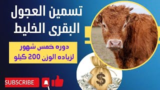 دراسه جدوي تسمين10عجول بقري خليط / مشروع ناجح ومربح جدا